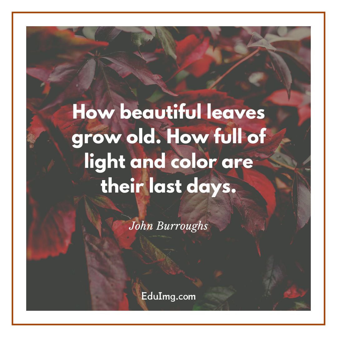 秋叶的告别：生命尽头，是一场绚烂的远征